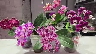 ФАЛЕНОПСИСЫ! Квартирное цветение и пересадка Блек Пиано.