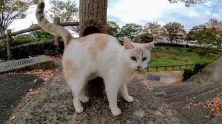 Кот, которого я увидел на парковке, такой милый, что катается, когда его гладишь.