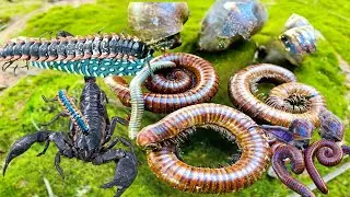 Wow,#insects #share #usa #animals #wildlife #wildlife 