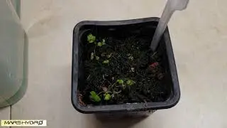 Why to grow Strawberry seeds Only with led light (Mars-hydro)
