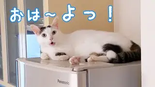 冷蔵庫の上に居座っててもたくさんお喋りする猫チロさん
