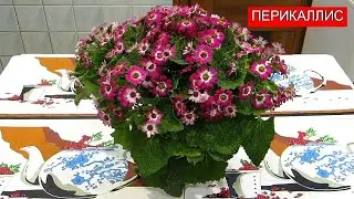 Цветы. Перикаллис, Крестовник, Цинерария. | Flowers. Pericallis, Crosswort, Cineraria - 2