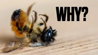 I Just Killed 147,000 Honey Bees