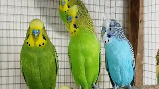 12 hr Budgie Sounds for Lonely birds to make them happy