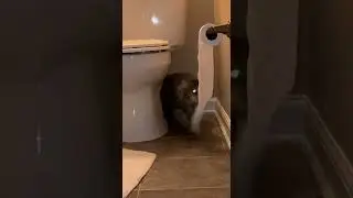 Toilet Paper Terror! Cats Gone Wild 🐾 #SpookyCats #LaughOutPets #ViralCats #FunnyPets #ReelComedy