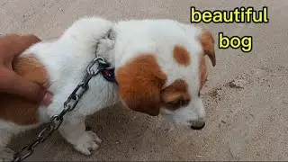 My beautiful dog 🐕 