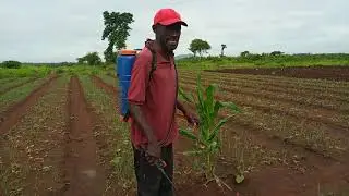 HOW TO TREAT RAIN FED ONIONS