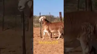 Meatworld! Meatmaster ram with strong horns #meatmaster #horns #sheepfarming #sheepbreeding