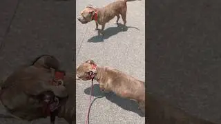 2 American bully #duet #rapstreetteacher #art #artmusic #rap #classicalmusic #react #reaction