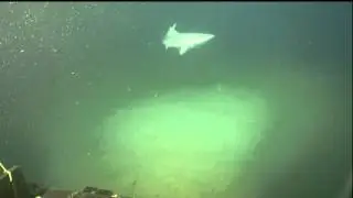 Shark encounter at Aransas Bay