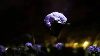 BLOOM (Flower) FINAL ver. 🌸- Unreal Engine 5 (UE5)