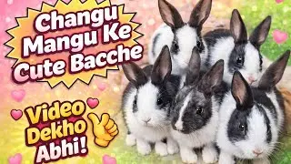 Rabbit new baby born | rabbit babies videos | changu mangu babies born ! 