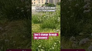 How Matrix-Style Planting Creates Year-Round Interest 🍃Low-Maintenance Garden