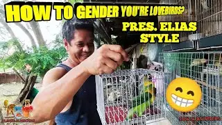 HOW TO GENDER YOU'RE LOVEBIRDS PRES. ELIAS STYLE