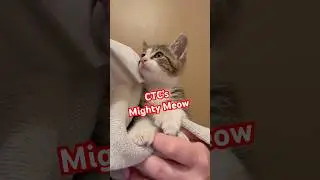 CTC may be tiny, but this kitten&rsquo;s meow is mighty! #kittenlife #meow #kittensounds