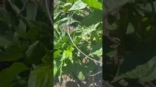 Our pepper plant bed! #peppers #growing #redbushorganics #garden #love #nature