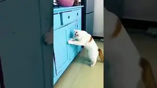 1 minute of Funny Cats 😂😂 | Try to hold back your laugh 😂😂