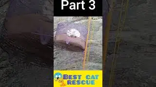 💪best cat rescue 🐈 #cat #crandels #funny #catvideos