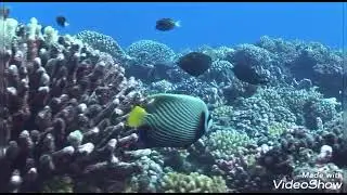 World oceans day special music | beautiful nature🌿🍃🌿🍃