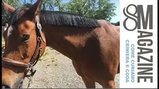 CRINIERA, CODA E TRECCINE per i nostri 8Horses