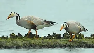 斑頭雁/Bar-headed Goose
