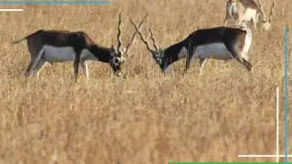 Blackbuck National Park Travel Guide | National Park in Velavadar, Gujarat