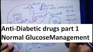 Drugs For Diabetes Part 1 - Normal Glucose Management
