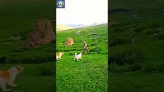 Alabai Dog Turns Violent: Brutal Attack on Man Caught on Camera!
