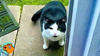 Shy Cat Finally Steps Inside This Woman's House! | Cuddle Buddies
