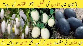 Egg tree plant in Pakistan | eggs growing on plants | eggs farming on plants reall and fake