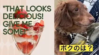 【カンヘンダックス】チャビとマミーさんの掛け合い😆吹き替えバージョン