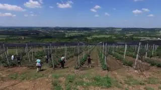 Kosmajska borovnica   Rogaca  jun 2017