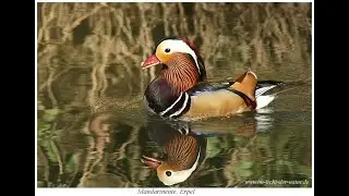 Mandarinenten, Paarung, Mandarin Duck, Aix galericulata; Fotografieren und Filmen in den Rheinauen