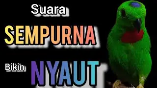 SUARA BURUNG serindit gacor SEMPURNA buat PANCINGAN SERINDIT agar EMOSI NYAUT