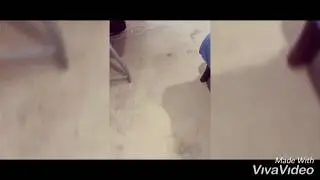Removing stubborn pet stains. (Brisbane)