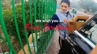 Wagging Tales : Furry Christmas  #streetdogs #dogfeeding #dogrescues
