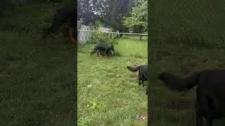 European Doberman vs German shepherd