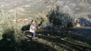 Tratamiento foliar en olivar ecológico