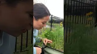 How to Harvest Dill #growyourownveg #vegetablegardening #growherbs