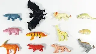 Learn Name and Sound Wild Animals: Bear Goat Bat Tiger Kangaroo Video for Kids