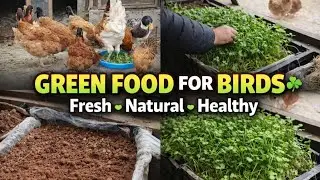 Green Food for Birds || Best green food for chickens 