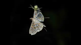 Patience over precision - Ebrechtella (crab 🕸️)  silent victory