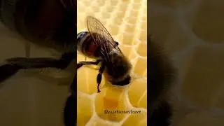 Как пчелы🐝делают соты🔶️из воска🧐