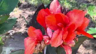 d&aacute;ndole un recorrido a mi jard&iacute;n