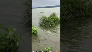 Pong dam water level rise #youtubeshorts #dam #viralvideo #trending #news