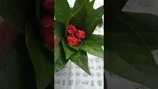 Handmade Flower bouquet ❤️😱❤️ using tree leaf and flowers🥰//#shorts#viral #handmade #diy