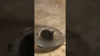 LIVE MOUSE TRAP: Puppy Saves The Day! #aussiedoodle #dog #mouse #rescue #shorts