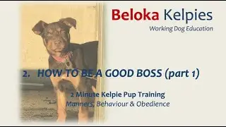How to be a good boss (part 1) - 2 MIN Kelpie Pup Training