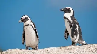 Penguins - HD Videos on Demand