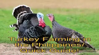 Turkey Farming in the Philippines/Quick Guide❗️🦃🇵🇭